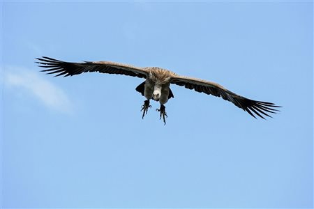Vautour fauve et protection des oiseaux - Parc Eolien de Verrière en Aveyron